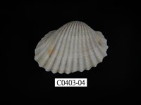 藏品(血蚶)的圖片